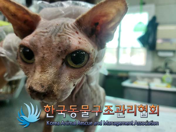 한국동물구조관리협회_441409202401626